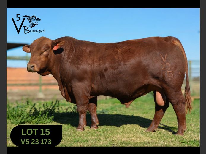 V523173 | NAUDE F