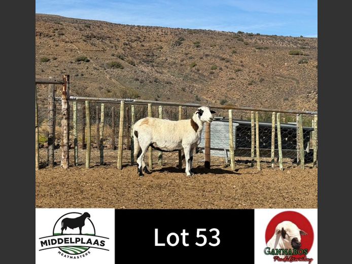 437 | Middelplaas Meatmasters