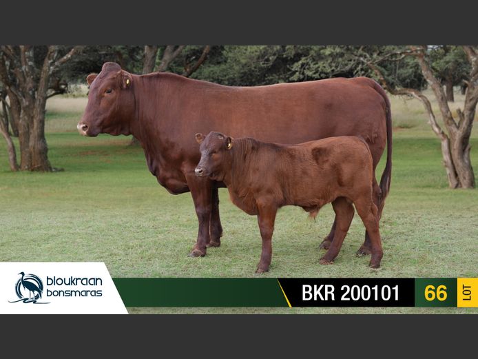 BKR 200101 | BLOUKRAAN BONSMARAS