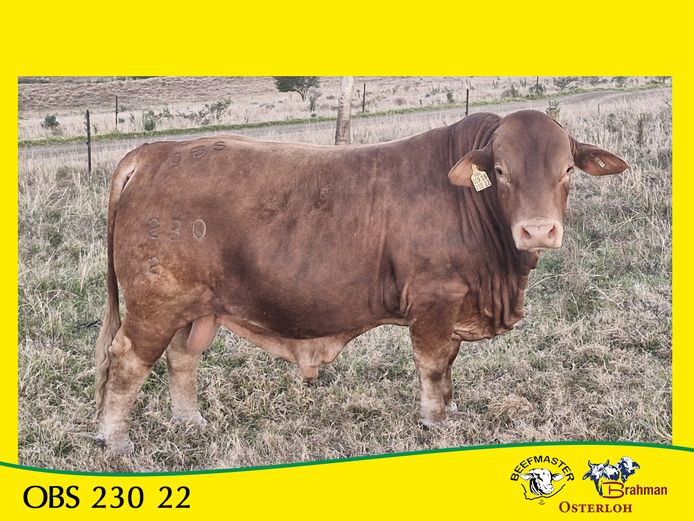OBS 22 230