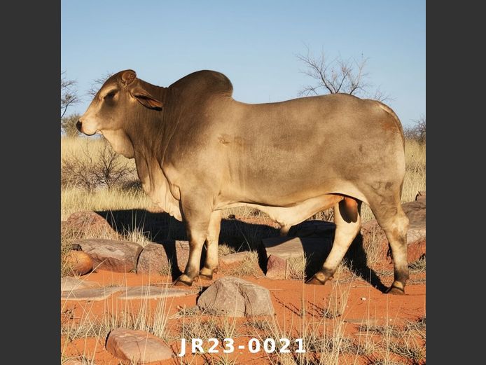 23-0021JR | WETMER BRAHMAN