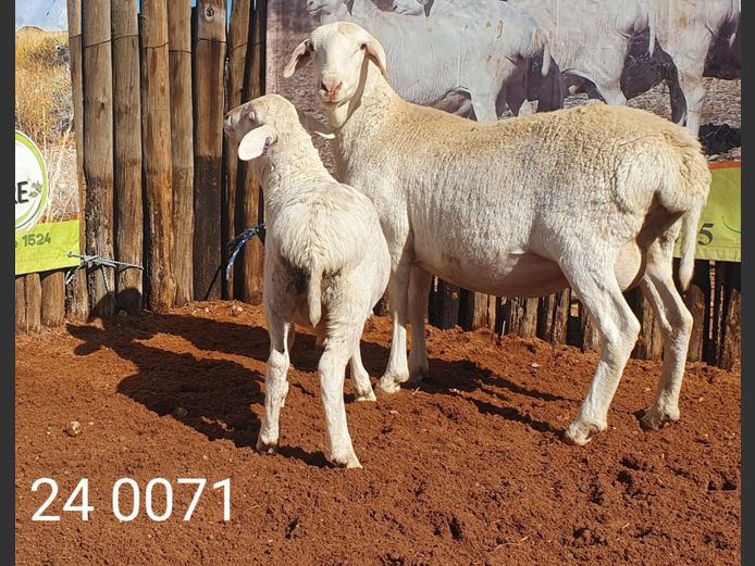 24 071 | Johan Stadler