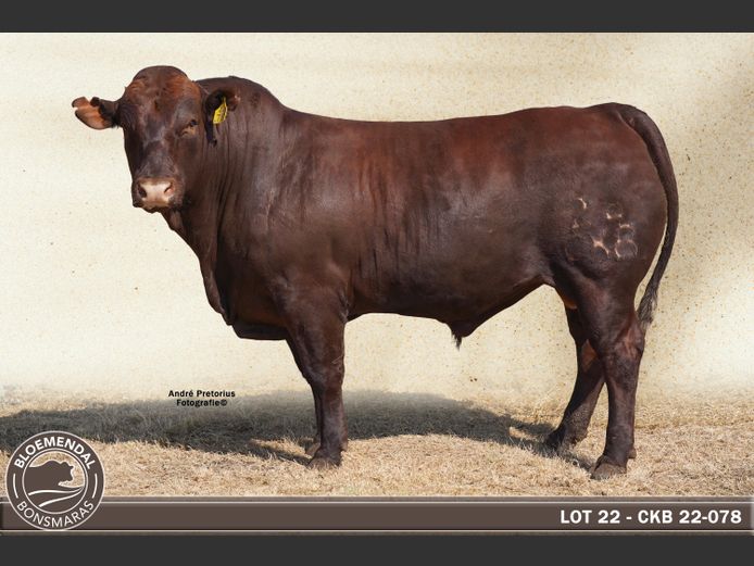 CKB220078