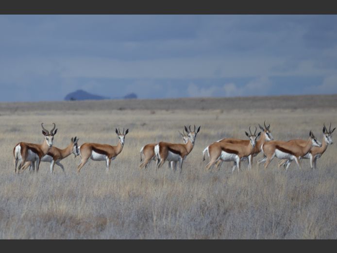 Springbok( Smartie Pack) | PDJ CILLIERS WILDLIFE