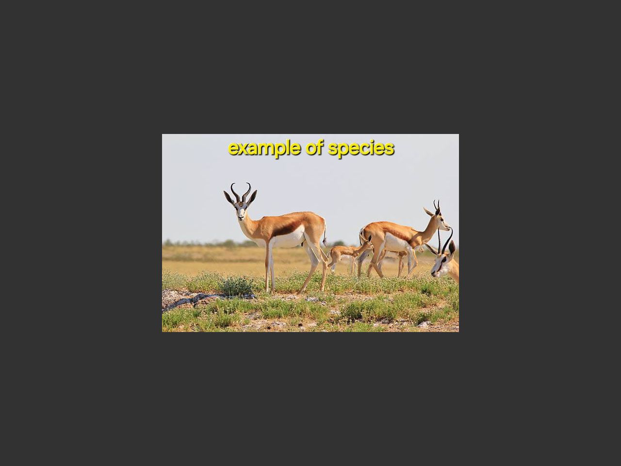 images