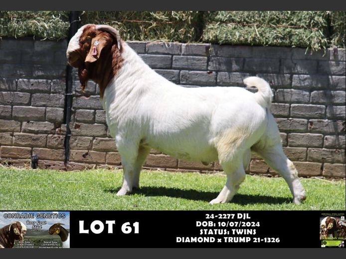 24-2277 DJL | DIRK LOUW