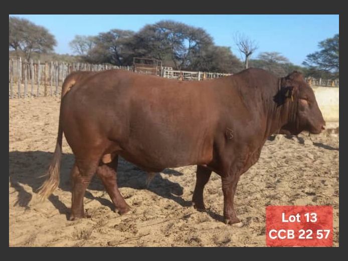 CCB220057 | CATTLE COUNTRY BONSMARAS