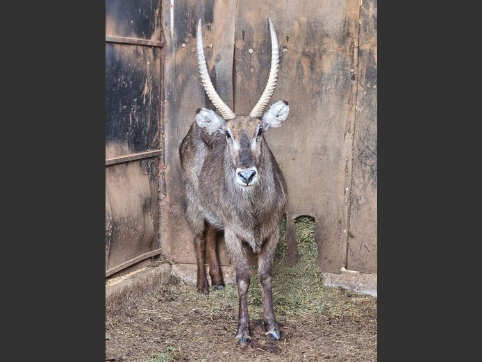 WATERBUCK | HUGOMOD