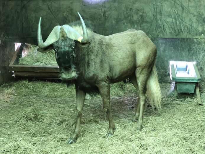 SWART WILDEBEES | AL BADENHORST
