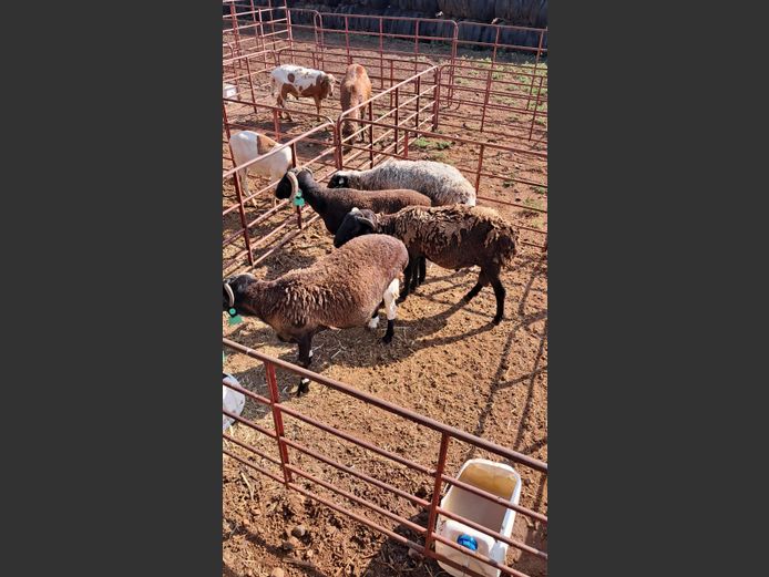 DORPER | PETOORS LIVESTOCK