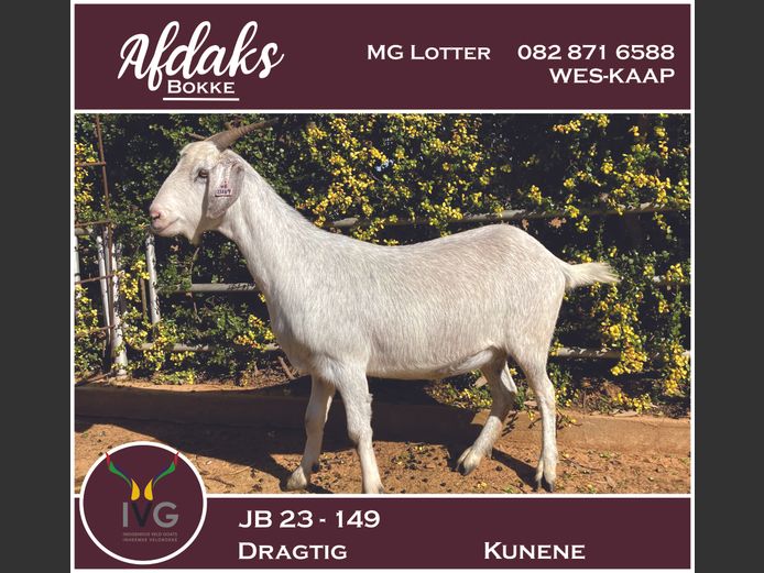 JB 23 - 149 | Afdaks Bokke, Mg Lotter -SA Goat Genetics