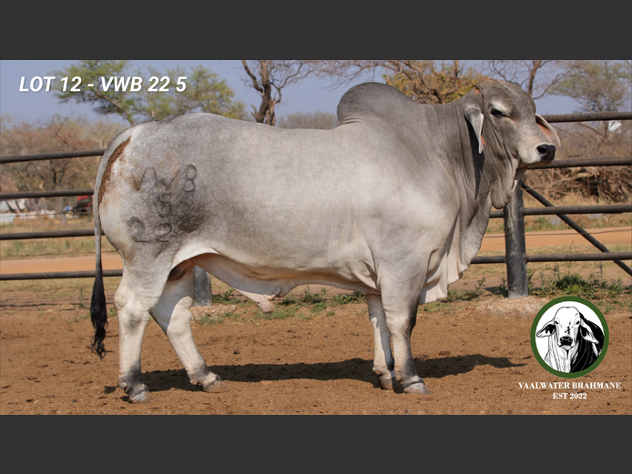 VWB225 | MNR. H.A. KLOPPERS