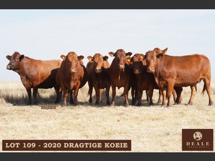 Dragtige Koeie