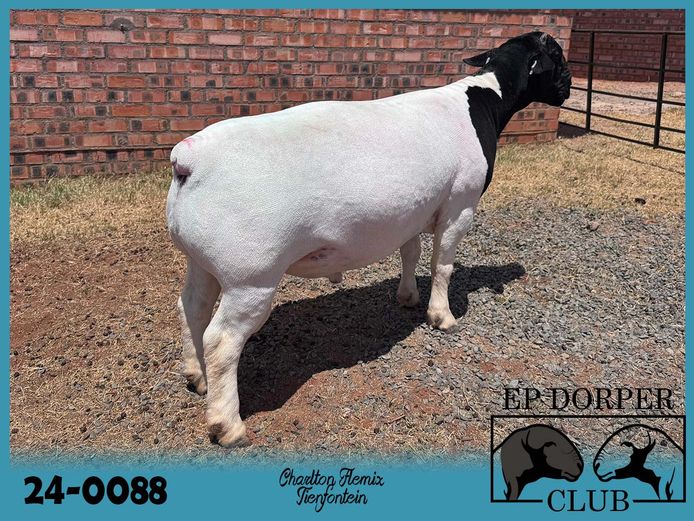 24-0088 | Tienfontein