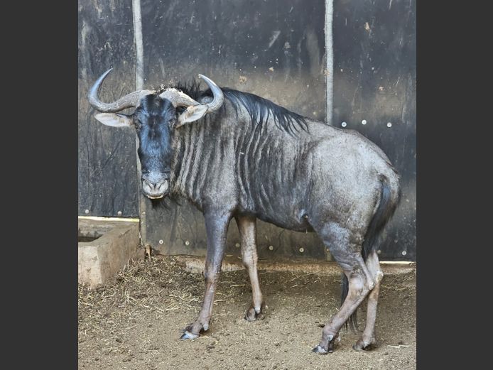 BLUE WILDEBEEST | 3-SOUTH BDY