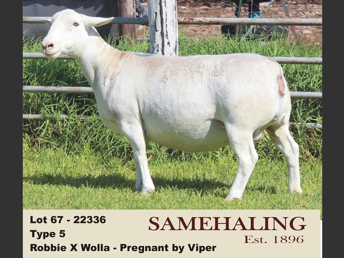 22336-331 | SAMEHALING  WIT DORPERS