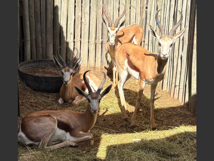Kalahari Springbok Ram