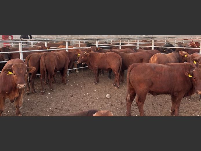 AGRA MARIENTAL WEANER AUCTION