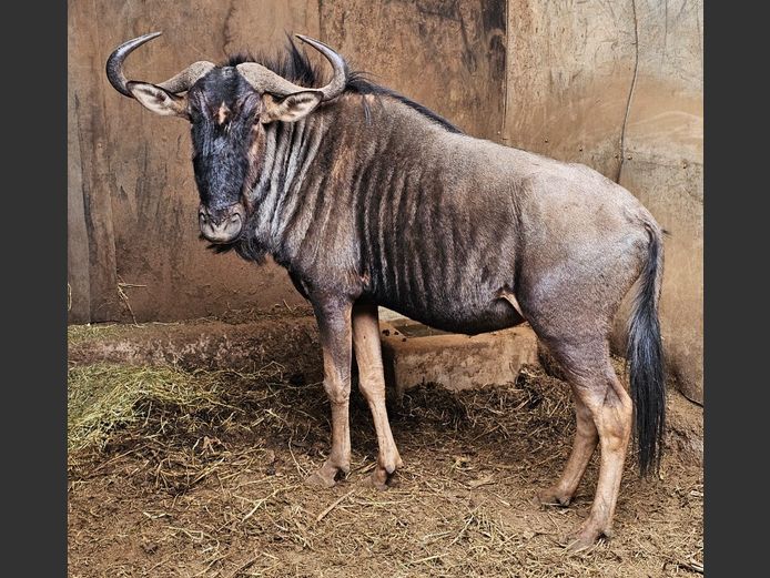 BLUE WILDEBEEST 28” | MAS WILDLIFE