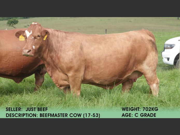 Cow (Tag 17-53)  | Just Beef
