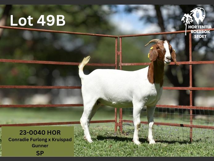 23-0040HOR | HORTENTIA BOERBOK STOET