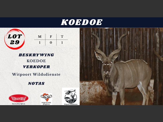 KOEDOE