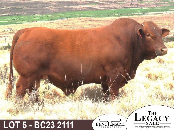 BC232111 | NO 8 CATTLE CO (PTY) LTD