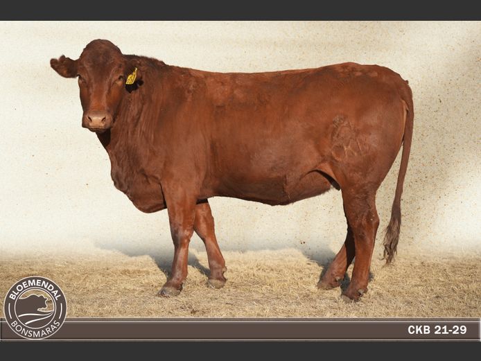 CKB210029 | CHRIS KRUGELL BLOEMENDAL