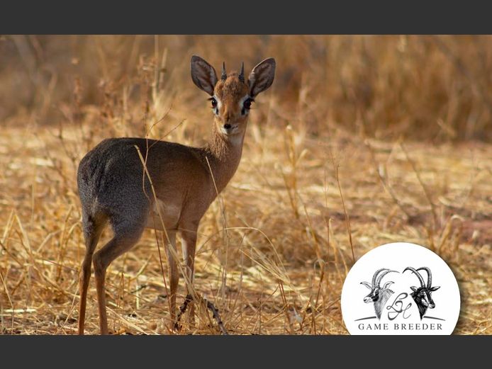 Damara Dik Dik | WATERBERG PLATO GAME BREEDERS