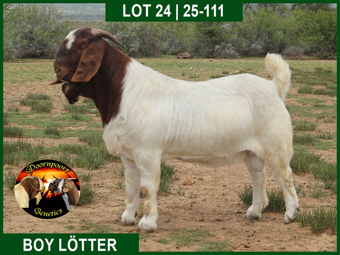 25-111 | Boy Lotter