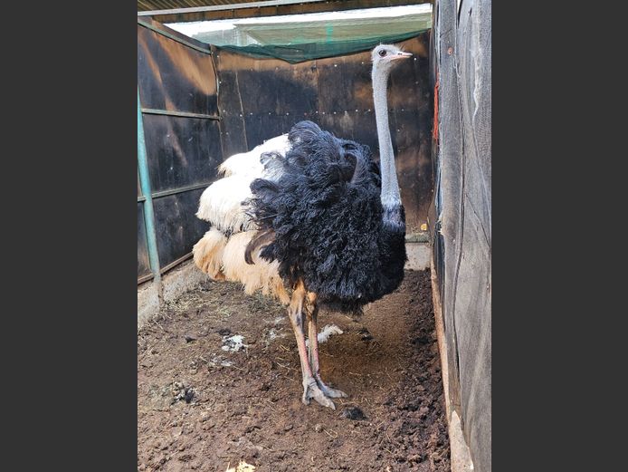OSTRICHES | 1 x SAVANNAH & 1 x BUFFELSPOORT