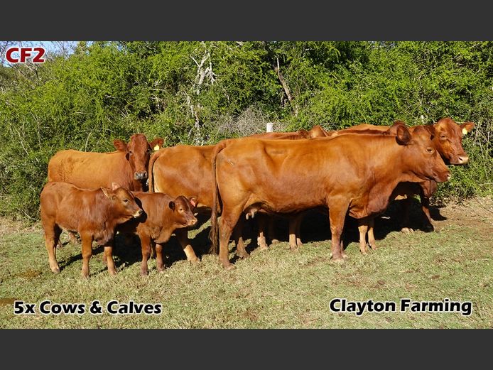 Commercial Females | Clayton Farming