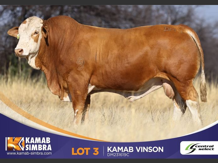 DM231619C | KAMAB SIMBRA