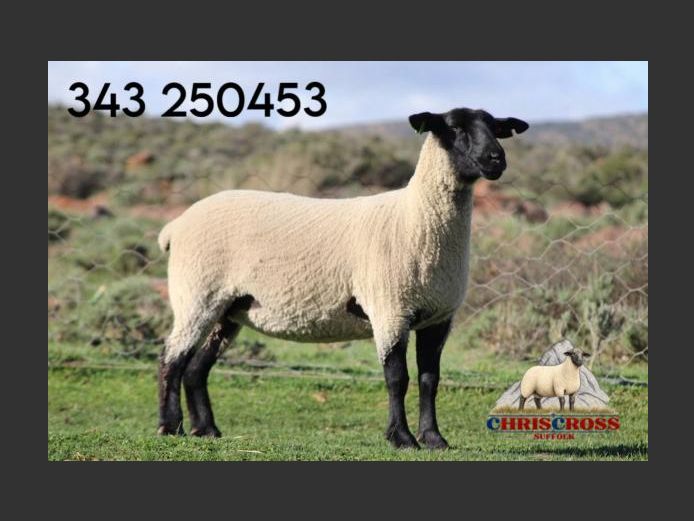 343250453 | CHRISSCROSS SUFFOLKS