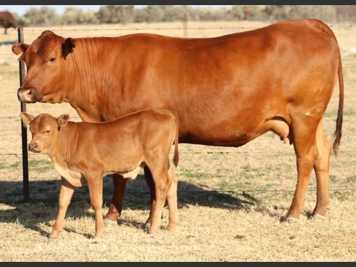 AB220124 | CCR BEEF (PTY) LTD
