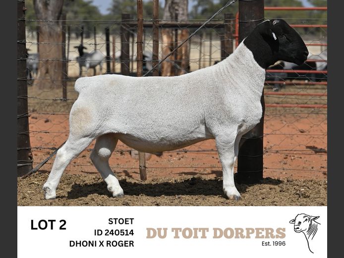 240514 | DU TOIT DORPERS