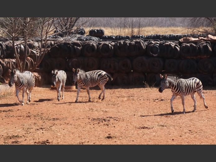 ZEBRA