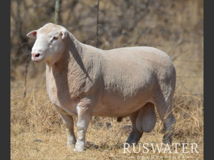RW 230176 | F.J. KRUGER