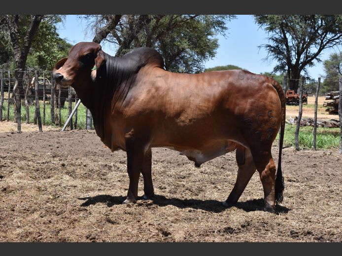 22-0505GB | RUMBA BRAHMAN