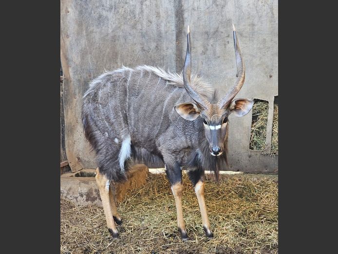 NYALA | BIG HORN