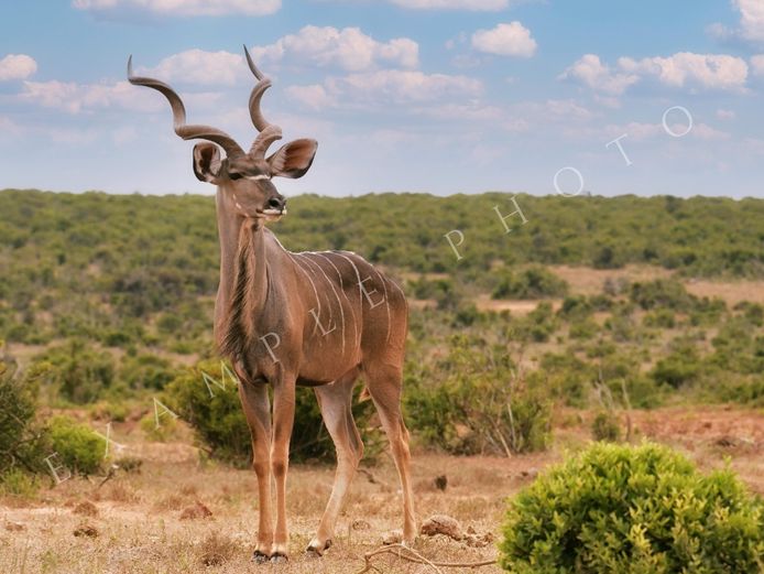 KUDU TROPHY BULL| INYATHI