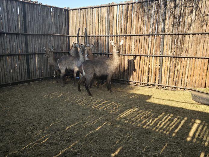 WATERBOK | HANLEY
