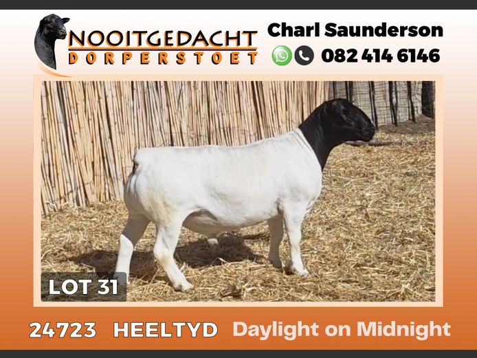24723 | NOOITGEDACHT  DORPERS