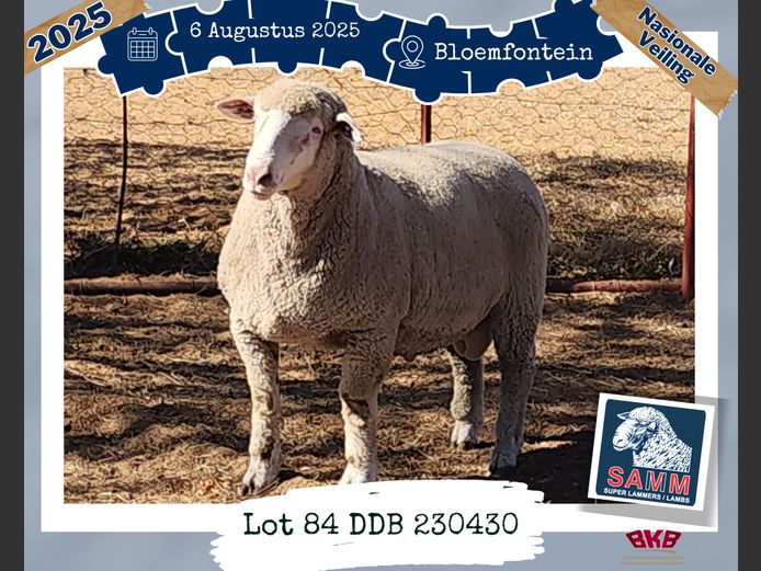 23-0430DDB | DU BRUYN A J
