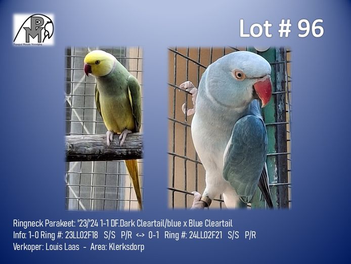 1-1 '23/'24 Ringneck Parakeet: DF.Dark Cleartail/blue x Blue Cleartail - Louis Laas