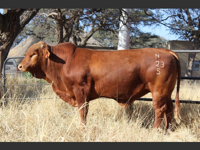 23-0005N | OAS BEEFMASTERS