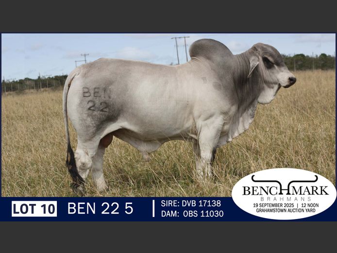 BEN225 | NO 8 CATTLE COMPANY
