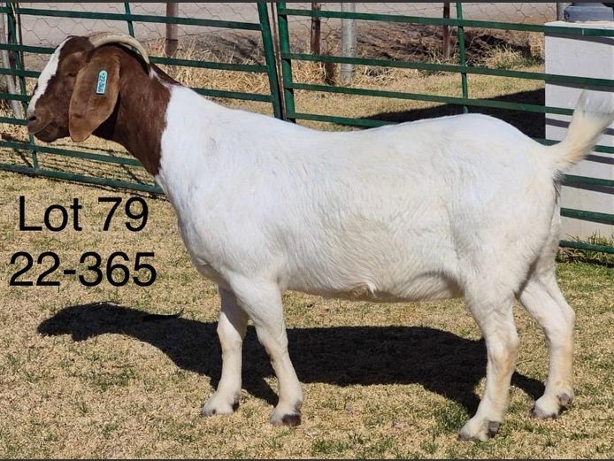 220365 | DU PREEZKRAAL