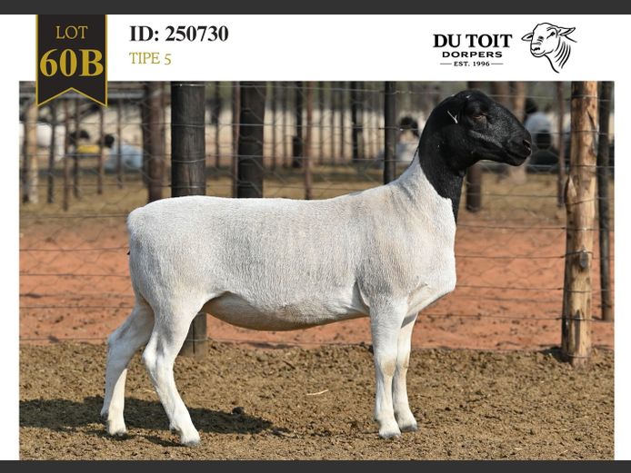 250730 | DU TOIT DORPERS
