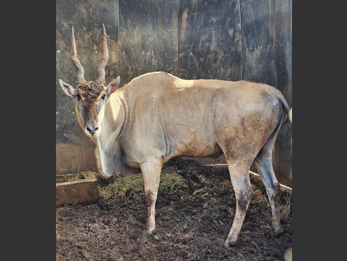 ELAND | HIGHLAND
